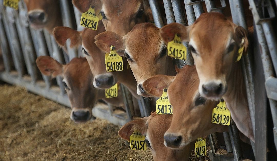Nebraska declares pro-meat day on Colorado meatless day – StarTribune.com