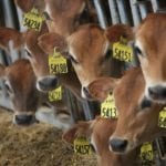 Dairy_cows.jpg