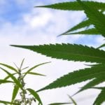 Colorado Bill Would Require Schools To Store Cannabis-Based Medicines For Student Use