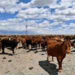 TDP-L-BEEF_DONATIONS__HHR6379.jpg