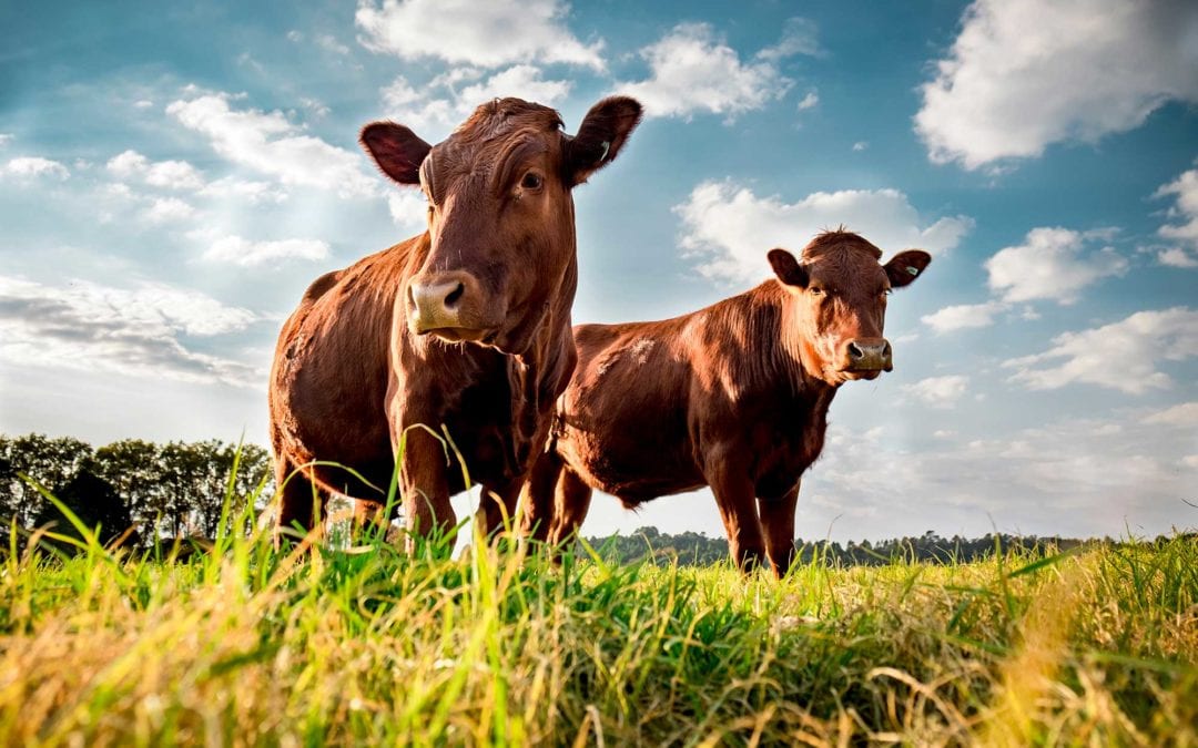 Colorado’s meat industry stands up against anti-meat proclamation