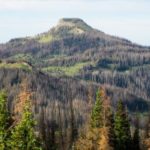 Beetle outbreak impacts vary across Colorado forests | Scienmag: Latest Science and Health News