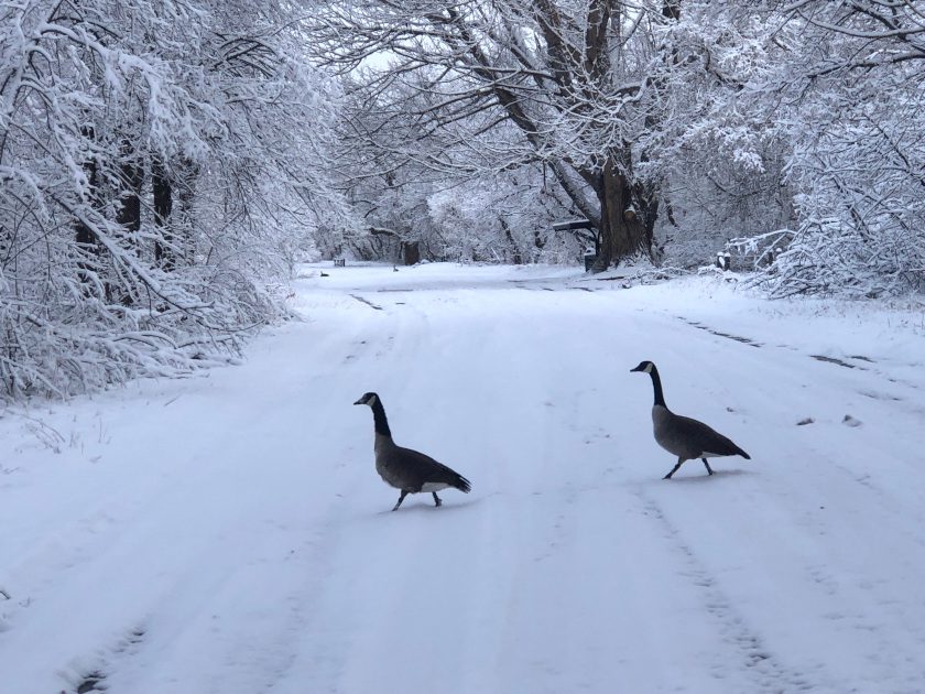 Wrong Way Snowbirds Do Colorado Spring (Again!)