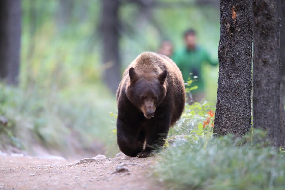 Colorado woman found dead after apparent bear attack