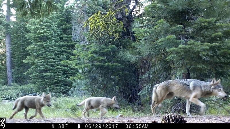 Wolves scare deer and reduce auto collisions 24%, study says | OutThere Colorado