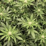 Colorado Governor Signs Bill To Expand Medical Marijuana Access For Students In Schools