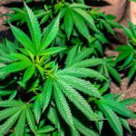 best-school-for-growing-weed-in-colorado.jpeg