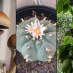 psychedelic-psilocybin-peyote-ayahuasca-1000×600.jpg