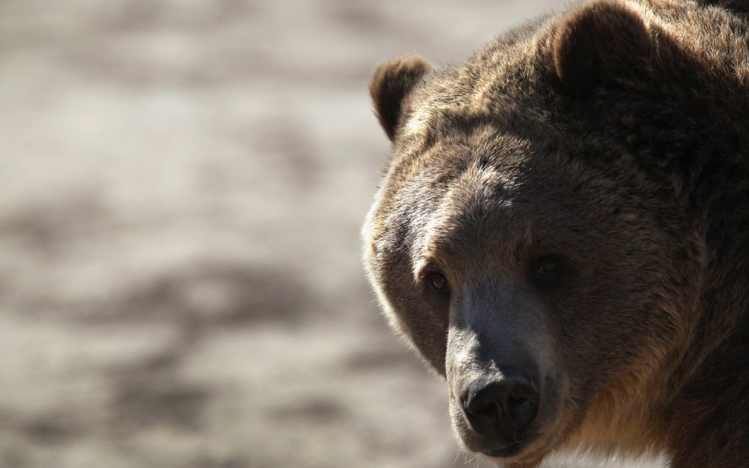 Woman Walking Dogs Killed in ‘Extremely Rare’ Bear Attack in Colorado