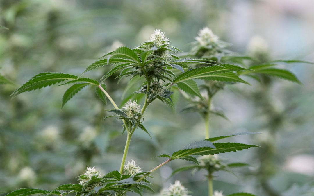 21 people — including 16 Chinese citizens — indicted in illegal Colorado marijuana operation