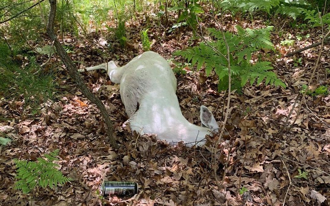 Locally-known white deer killed in Michigan’s Lake County — and people are outraged