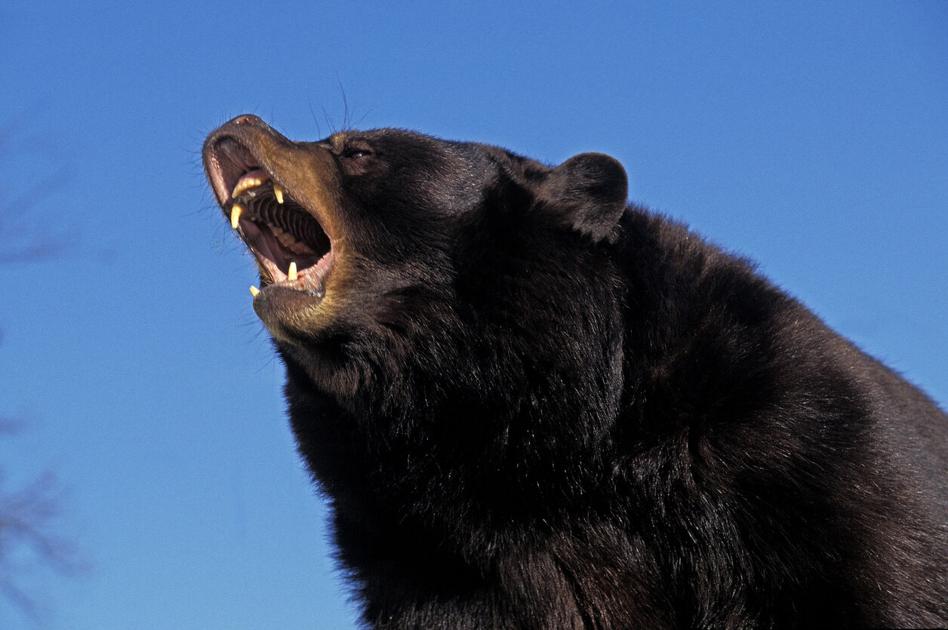 [BREAKING] Bear attack leaves Colorado homeowner severely injured | OutThere Colorado