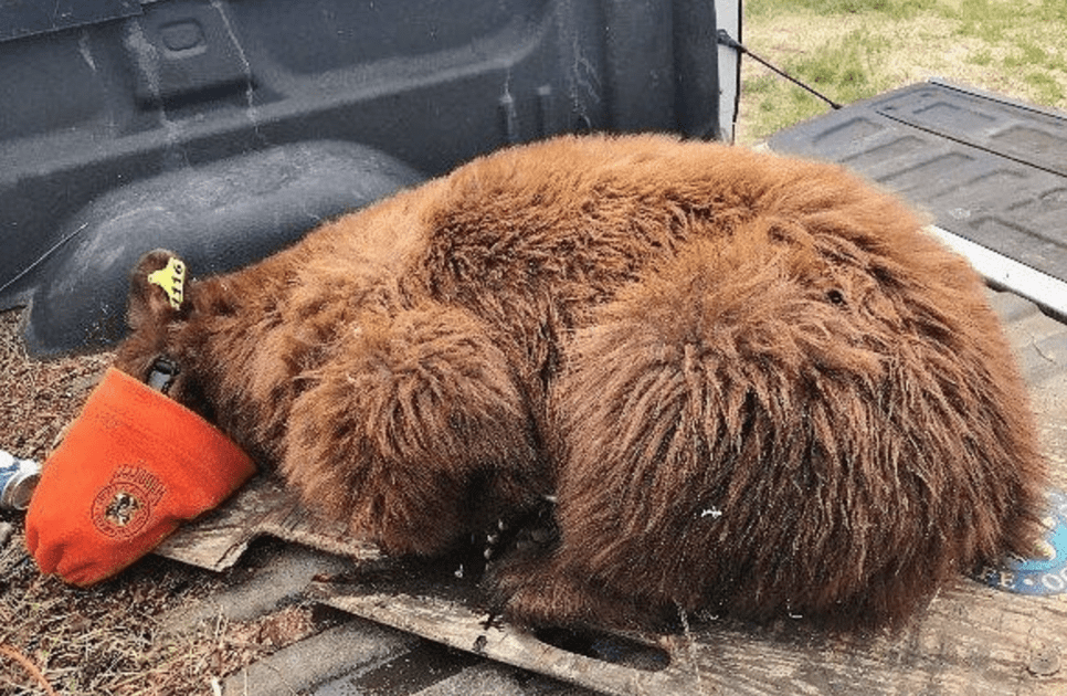 Lost bear found being chased by horses on Eastern Plains of Colorado | OutThere Colorado