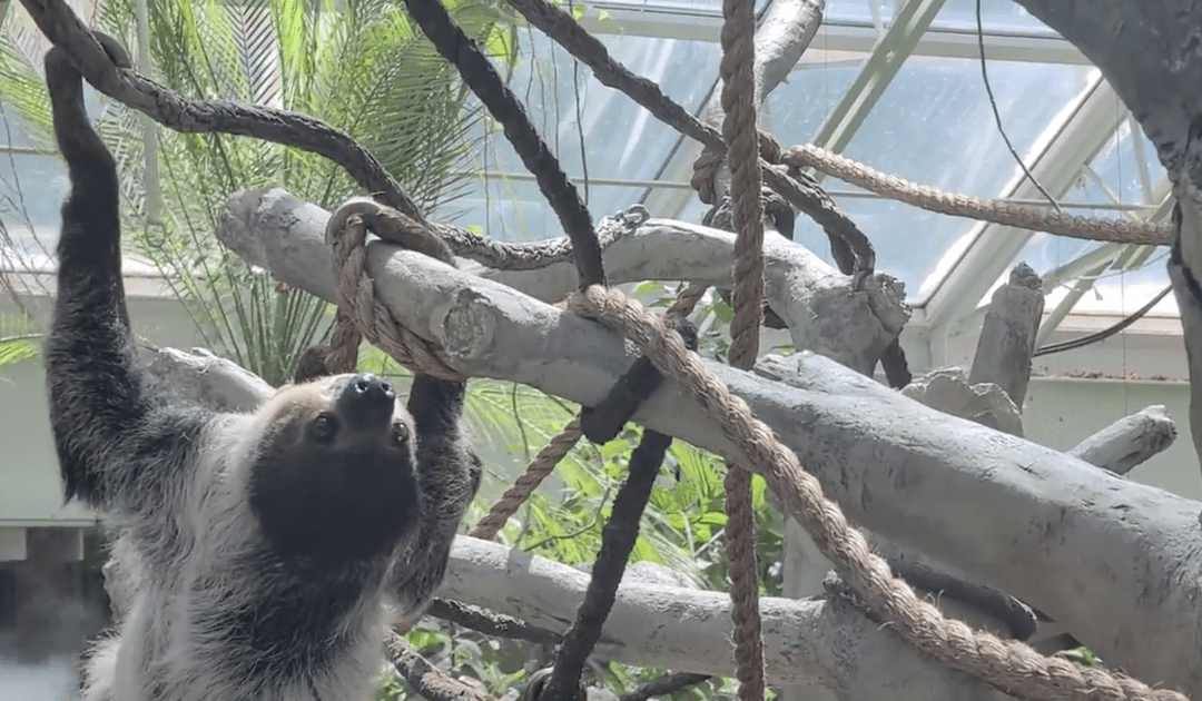 Denver Zoo unveils new two-toed sloth habitat | OutThere Colorado