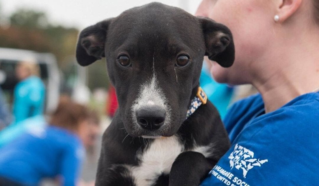 Summer months bring increased number of missing pets, says Humane Society of Pikes Peak Region | OutThere Colorado