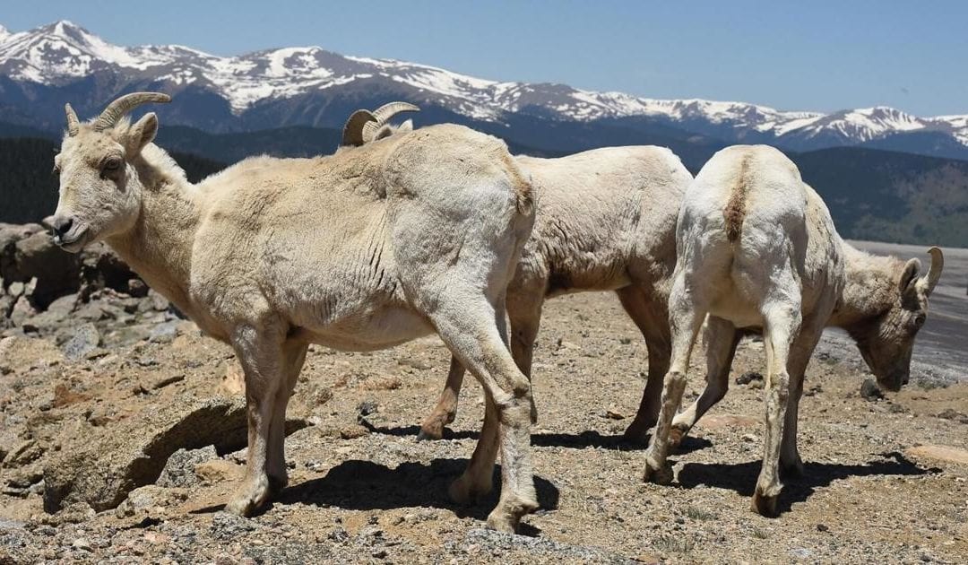 A look at Mount Evans Highway, now open for 2021 | OutThere Colorado
