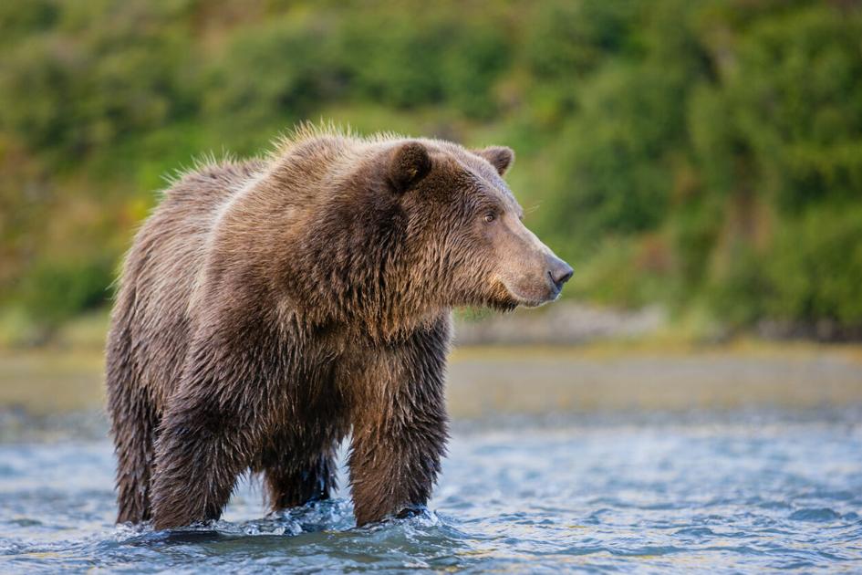 Bear attacks, injures sleeping campers in south Alaska | OutThere Colorado