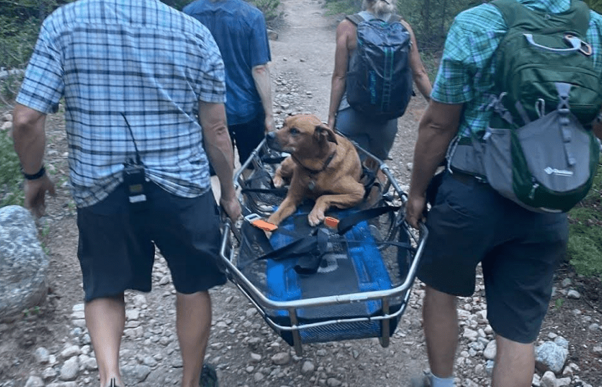 Tips and tricks: Dog owners reminded to consider pup safety while hiking in Colorado | OutThere Colorado
