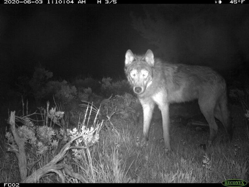 1st gray wolf pups since 1940s spotted in Colorado – WXXV News 25