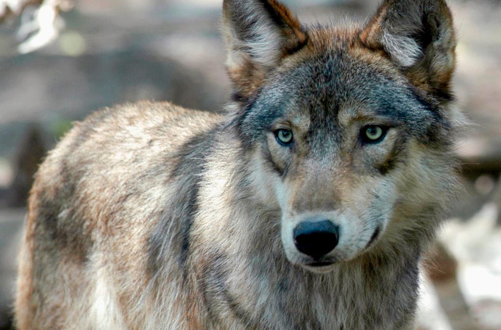 Colorado wildlife manager investigated for meddling with wolf reintroduction