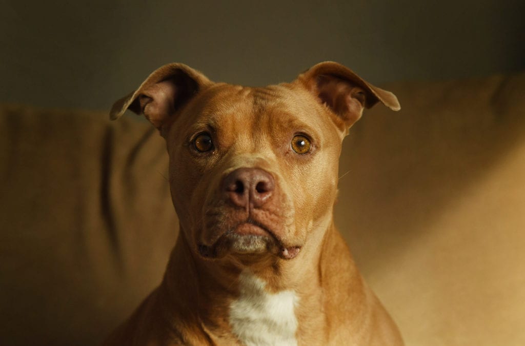 Pit bull bans nearly a thing of the past in Colorado