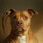 Pit bull bans nearly a thing of the past in Colorado