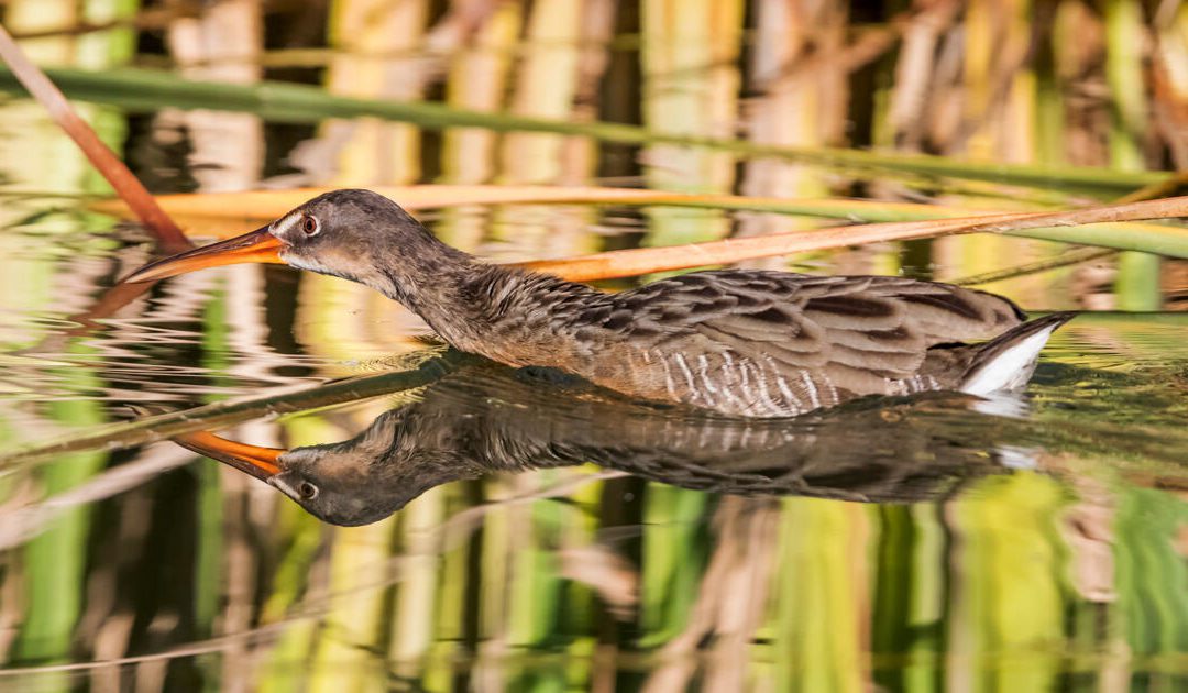 Colorado River Water flows across U.S.-Mexico border through historic cooperation