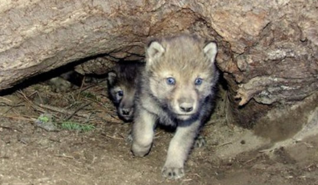 gray wolf pups spotted colorado first gray wolf pups spotted colorado first