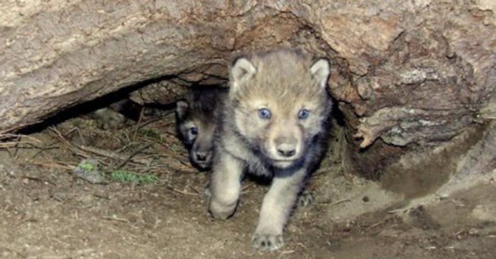 gray wolf pups spotted colorado first gray wolf pups spotted colorado first