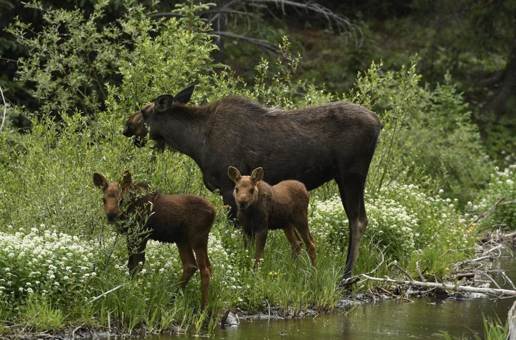 Colorado agency urges public to respect the “wild” in wildlife and give animals their space