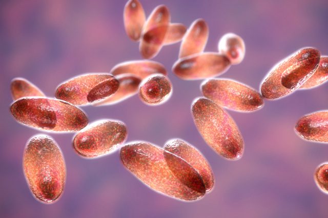 A 10-year-old girl has died from the plague in Colorado, officials confirm – Breaking911