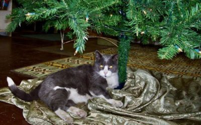 A Colorado Springs plant store’s shop cat brings smiles to whoever walks in