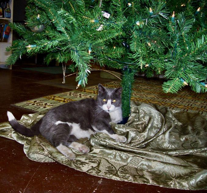 A Colorado Springs plant store’s shop cat brings smiles to whoever walks in