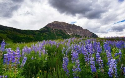 What does a drier, warmer climate mean for the future of Colorado wildflowers?