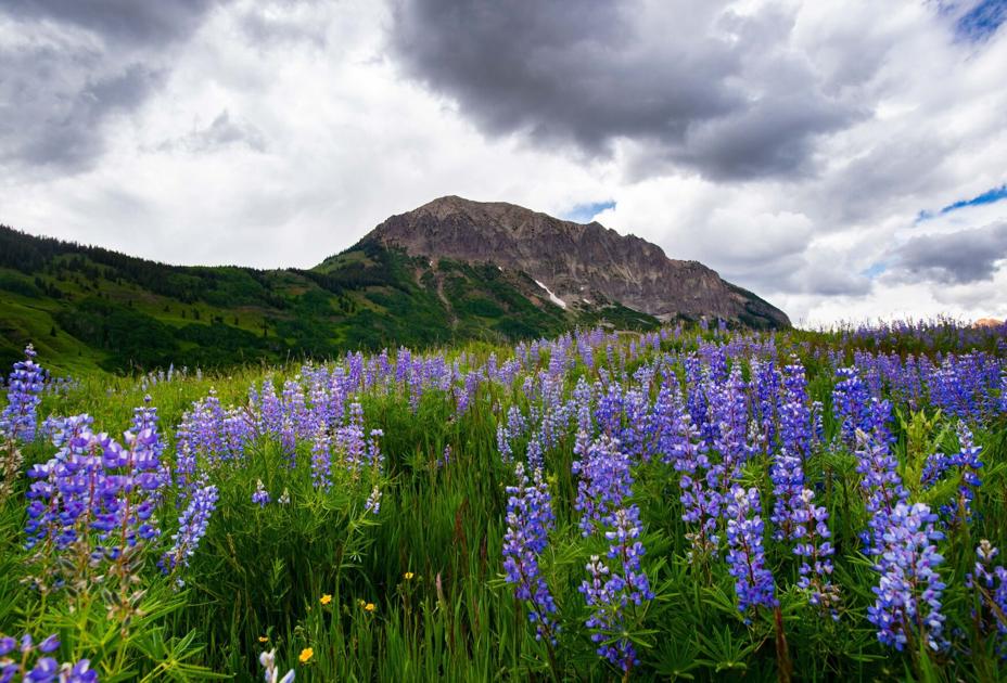What does a drier, warmer climate mean for the future of Colorado wildflowers?