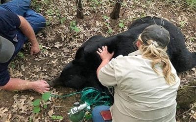 Bear that rambled over several US states dies in Louisiana | OutThere Colorado