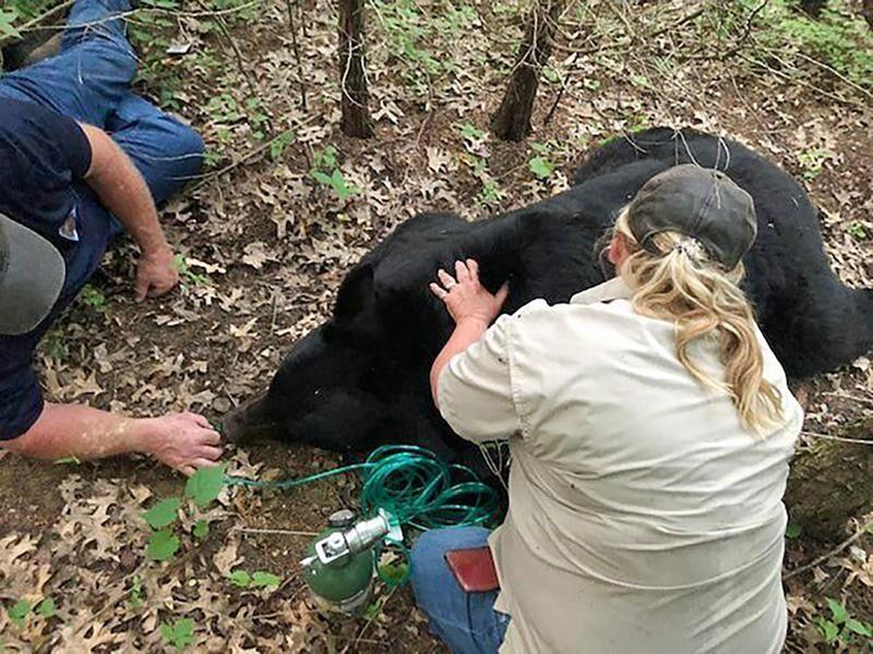 Bear that rambled over several US states dies in Louisiana | OutThere Colorado