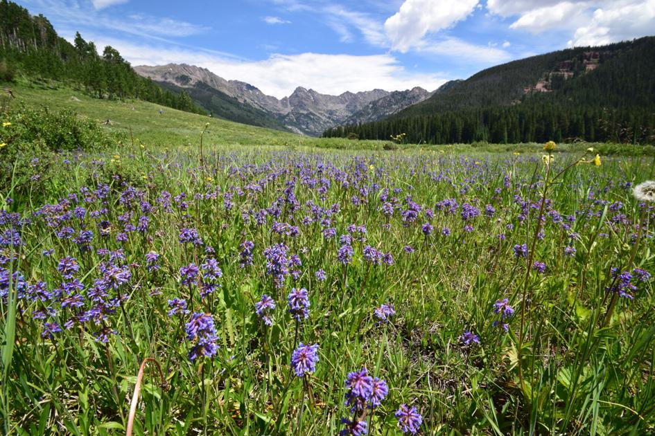 Wildflowers, wildlife and nightlife in Vail, Colorado
