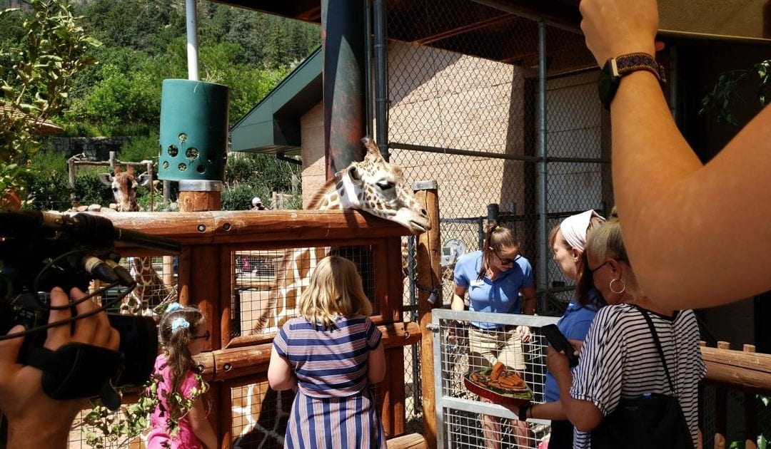 Giraffe’s second birthday celebrated at Colorado zoo | OutThere Colorado