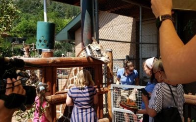 Giraffe’s second birthday celebrated at Colorado zoo | OutThere Colorado