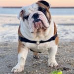 Legal Procedures That Can Happen If Your Dog Accidentally Bites Someone In Colorado - BuzzSharer.com