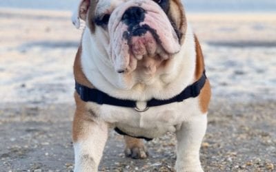 Legal Procedures That Can Happen If Your Dog Accidentally Bites Someone In Colorado – BuzzSharer.com