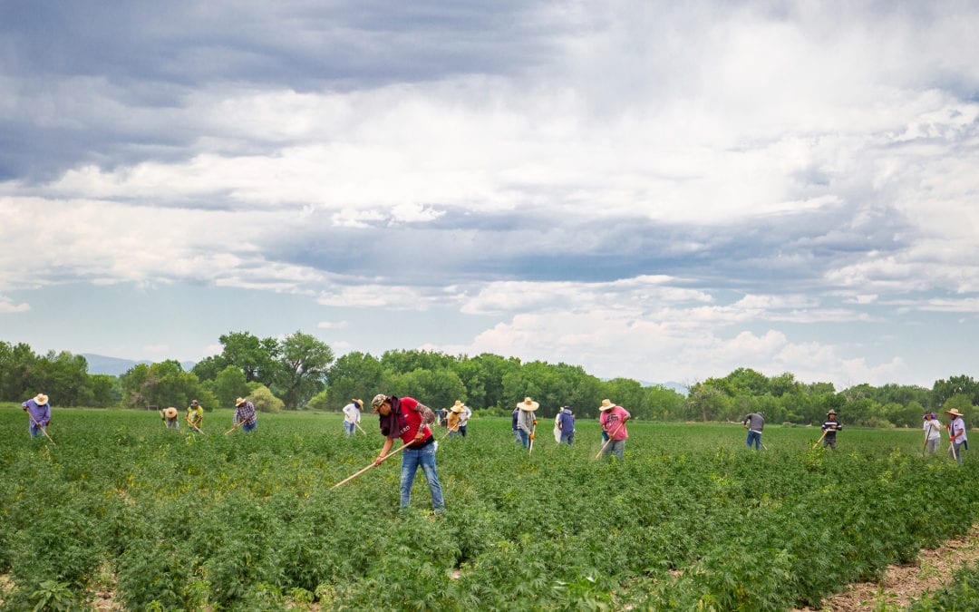 Colorado farmworker rights and wages bills signed into law, along with other measures aiding immigrants