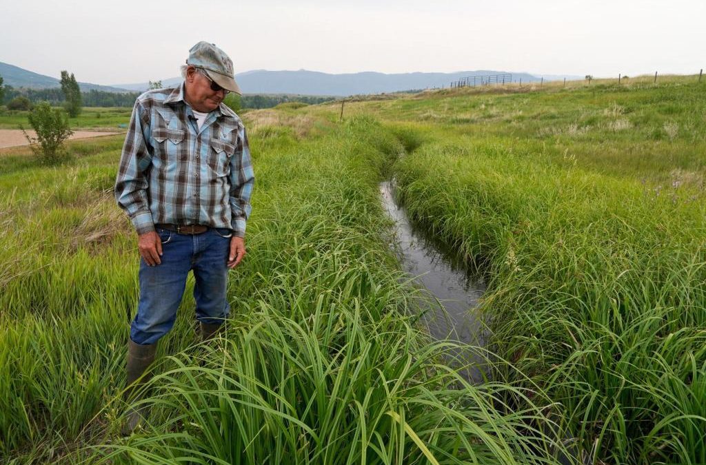 As drought cuts hay crop, cattle ranchers face culling herds in Colorado, other western states