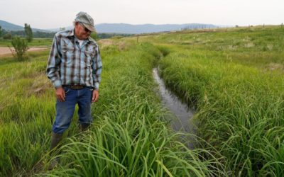 As drought cuts hay crop, cattle ranchers face culling herds in Colorado, other western states