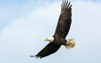 Bald Eagles are Currently Thriving in Colorado