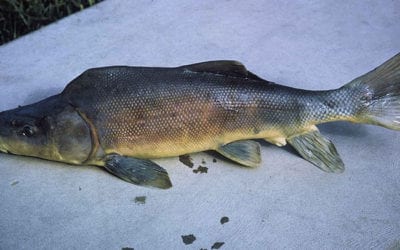Colorado River fish recovering | Kingman Daily Miner | Kingman, AZ