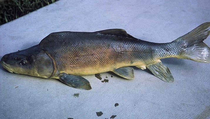 Colorado River fish recovering | Kingman Daily Miner | Kingman, AZ