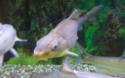 US proposes removing Colorado River fish’s endangered status