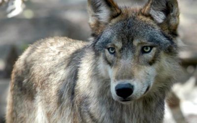 LETTERS: Wolf reintroduction in Colorado; E-bikes threatening fragile egos?